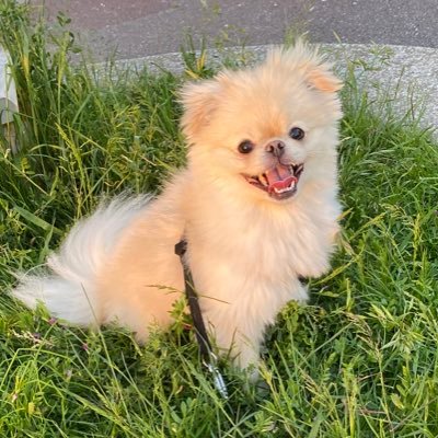 ただひたすらに我が家のポメペキの思い出をツイートする為だけのアカウント🐕 #犬 #ポメラニアン #ペキニーズ #ポメペキ #犬のいる暮らし