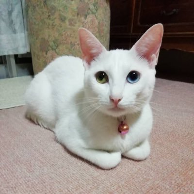 ちえ♡さんのプロフィール画像
