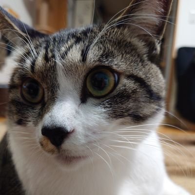 ■保護猫３匹の日常と車屋さんぽい事の発信してます。まじめな方はfacebookとInstagram参照。こっちは雑目にいく