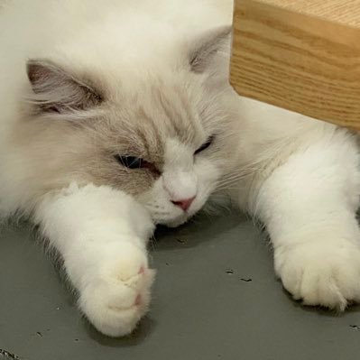 Remi33kk's profile picture. 유료apron✈️✈️