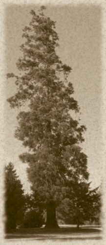 emilianoattardi's profile picture. Financial Analyst - Corporate Finance