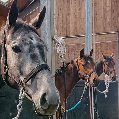 lib_0905's profile picture. モーメントキャッチ／リボルトバレット／ケルティックハーツ／マスティカーレ／ポポラヴィスタ／いわお／元ハルオーブ