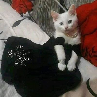 gameoverrated's profile picture. 