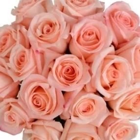 ali60199's profile picture. 