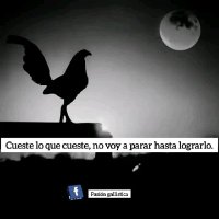el gallero Alex (@cuerda_19) 's Twitter Profile