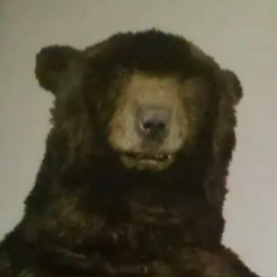 The_Bruins_Bear Profile Picture