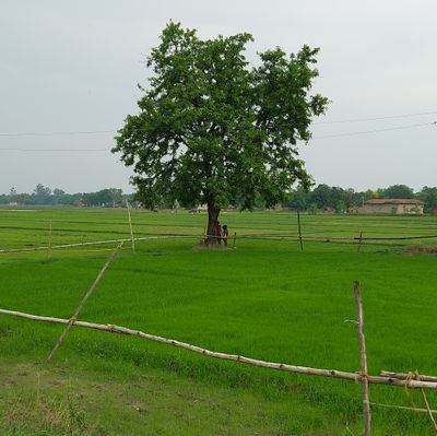 satulshukla's profile picture. Just simple