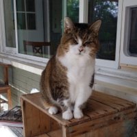 Dale Wolicki (@ikcilow) 's Twitter Profile