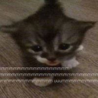 tigrine (@tigrineafter) 's Twitter Profile