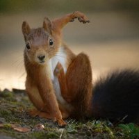 out of context squirrels (@contextsquirrel) 's Twitter Profile