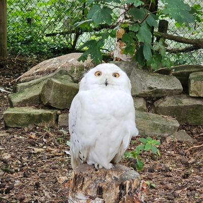 HolgerausBerlin's profile picture. 