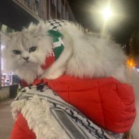 🇵🇸🍉🟣برادا Prada I 🟣🐈‍⬛🇵🇸(@mynameprada) 's Twitter Profile Photo