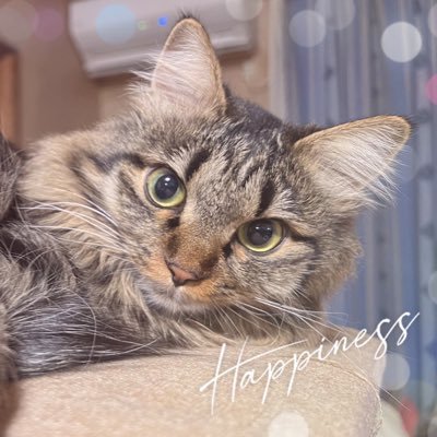 気ままな日常をツイート ＃ミックス「ノア ♀2才」 ＃保護猫 ＃猫のいる暮らし