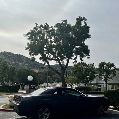 livtat2's profile picture. 