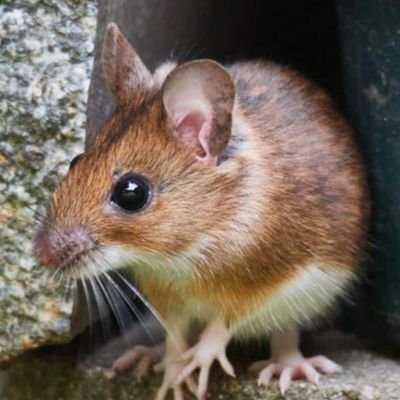 Waldmaus1969 Profile Picture