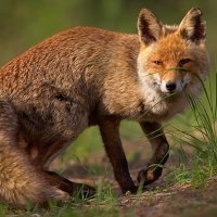 Rotfuchs (@rotfuchs521892) 's Twitter Profile