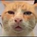 WP🌈Napoleon🌈Leon,Stig,Sheldon,Lila,Loki,Percy (@leonstiggy13) Twitter profile photo WP🌈Napoleon🌈Leon,Stig,Sheldon,Lila,Loki,Percy (@leonstiggy13) Twitter profile photo