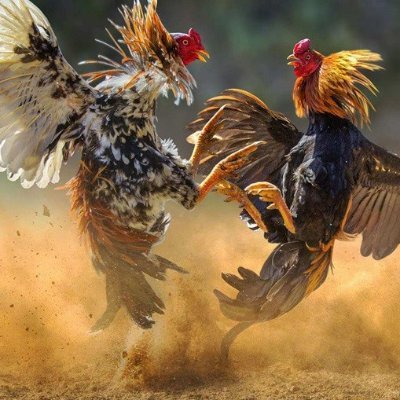 wangzhinzhu68's profile picture. #ETH or #BTC