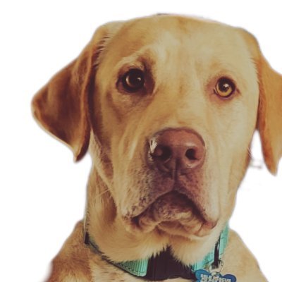 EllenKohler1's profile picture. Howlydog Studios 
Need a custom shirt for your business? I got your back-literally!