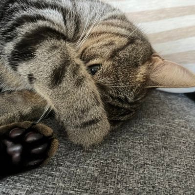 kaikaidaifukun's profile picture. 王一博大好き💚宋威龙も好き🩵猫、ハムスター、チンチラ家族💕名前の由来はうちの甘えたにゃんこ🐱無言フォロー失礼致します✨🐢❌cpf❌