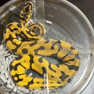 loki1919's profile picture. ボールパイソンと爬虫類全般をこよなく愛するウイスキー&日本酒好きな人間。無言フォローがほとんどですがご勘弁を。。ボールパイソン勉強中🐍