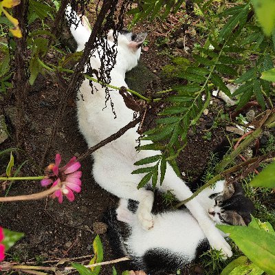 SyZoel96670's profile picture. 