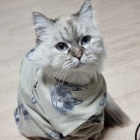 Moki(@MokiDigitalCat) 's Twitter Profile Photo