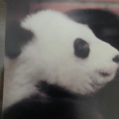 panda&パンダ (@k1chocopanda) / Posts / X