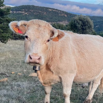 PedroSaura15's profile picture. Nemo impune lacessit