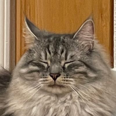 islamabaddy1's profile picture. i want a dog called Gordito