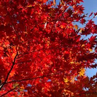 かんぼじあ (@omfkmx9teqn9wg) 's Twitter Profile