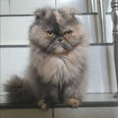 colonsong's profile picture. colin