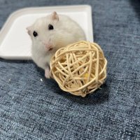 あっちゃん (@syari_osushi) 's Twitter Profile Photo