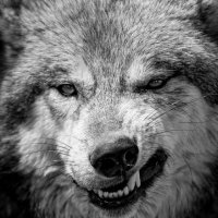 Wicked (@wickeddog5) 's Twitter Profile