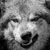 Wicked (@wickeddog5) Twitter profile photo Wicked (@wickeddog5) Twitter profile photo