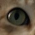 piede boy (@catfeashf) Twitter profile photo piede boy (@catfeashf) Twitter profile photo