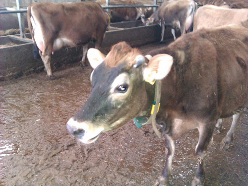 the lean mean milking machine