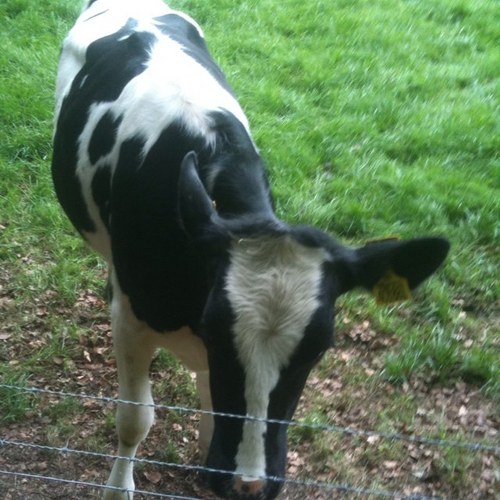 jack_oshea's profile picture. 