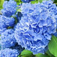 花鶏 (@atori_aotsuyu) 's Twitter Profile