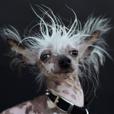 SassafrasGuy's profile picture. 