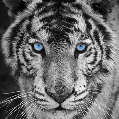 Love Animals, Dislike Trump, Reader, love gardening, Problematic and Incredibly Troublesome!