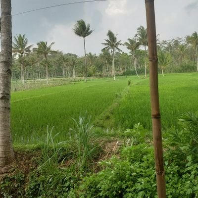 cahtumble86712's profile picture. suka terbang