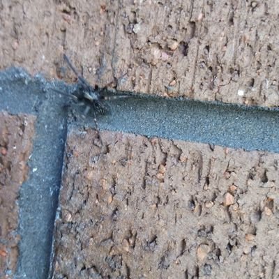 harrlettsconz's profile picture. Not much #RecoveryPosse