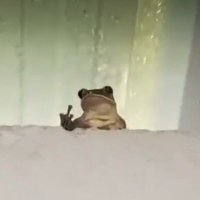 sapo (@iaeroespecial) 's Twitter Profile Photo