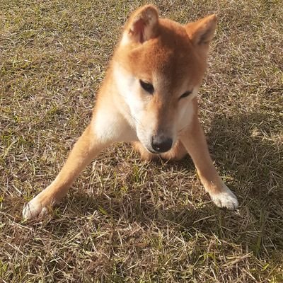 53歳/49歳で退職以来約4年間無職/一昨年離婚❌1/出戻り実家に寄生#キャンプ⛺#車中泊旅🚙#温泉♨️#ギター🎸#楽天経済圏#断捨離#節約/新NISA全力満額投資コア=オルカン🌎サテライト=🍆100/BTC他アルト少々保有/アッパーマス層🙊このまま人生逃げ切れるか挑戦中…日本一周キャンプ旅ブログ⬇️