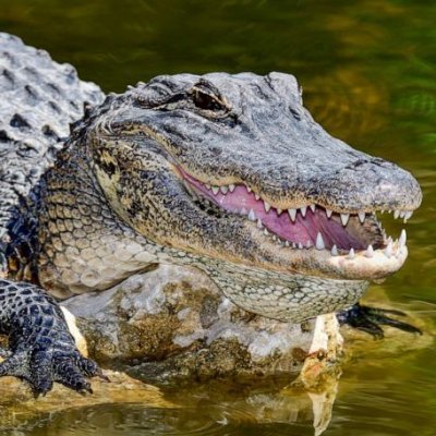 ThisIsGator's profile picture. Streamer on the Kick site and professional crazy person.