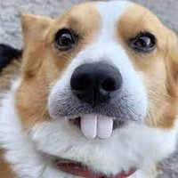 Tôi Là Chó (@iamdogfunny) 's Twitter Profile