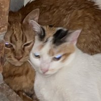 hate danny (@anmalcrssingluv) 's Twitter Profile Photo