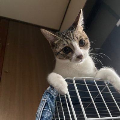 fatemfssim's profile picture. 