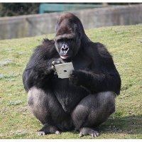 Baffled Ape(@ApeBaffled) 's Twitter Profile Photo